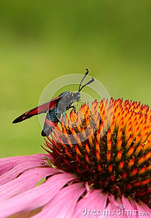 Butterfly on the coneflower Stock Photo