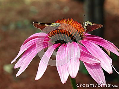 Butterfly on cornflower Stock Photo