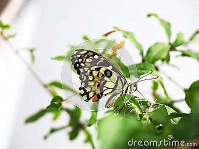 `The butterfly counts not months but moments, and has time enough.` Stock Photo