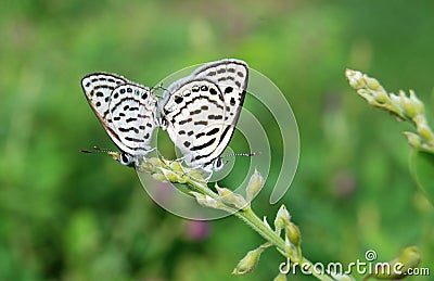 Butterfly couple Stock Photo