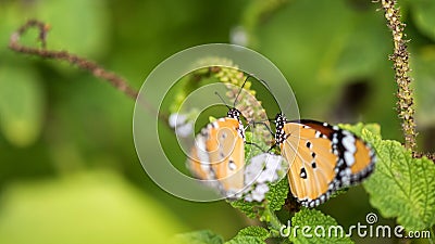 butterfly couple on flower carpel at spring Stock Photo