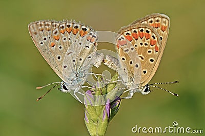 Butterfly couple Stock Photo