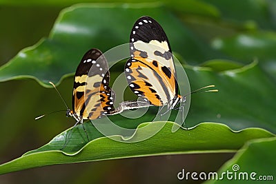 Butterfly couple on leaf Stock Photo