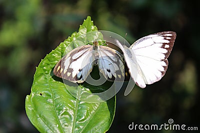 Butterfly couple mating in nature.beautiful stripped Pioneer White or Indian Caper White butterflies intercourse pairing in nature Stock Photo