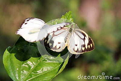 Butterfly couple mating in nature.beautiful stripped Pioneer White or Indian Caper White butterflies intercourse pairing in nature Stock Photo