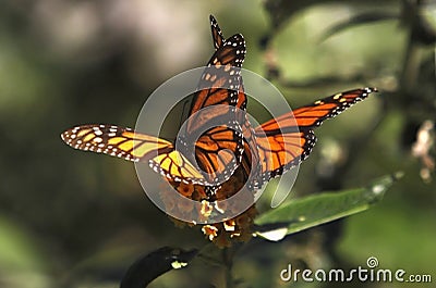 Butterfly couple sitting on flower Stock Photo