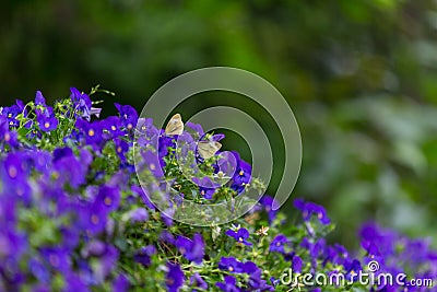 Butterfly couple staying on blue flower vine Stock Photo