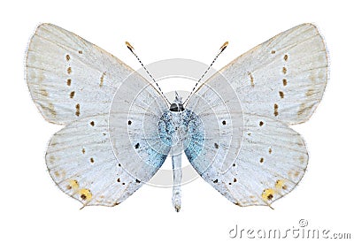 Butterfly Cupido argiades (male) (underside) Stock Photo