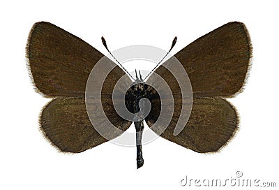 Butterfly Cupido minimus (female) Stock Photo