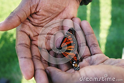 Butterfly cupped in Helping Hands Stock Photo