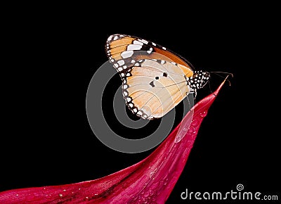 Butterfly Danaus Chrysippus Stock Photo