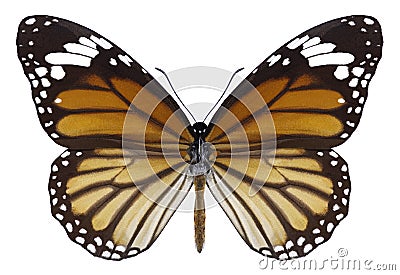 Butterfly Danaus genutia Stock Photo