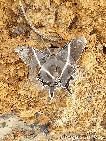 Butterfly dark beauty wild land Stock Photo