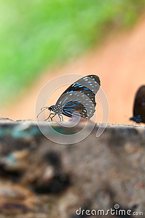 Butterfly Dark blue tiger. Stock Photo