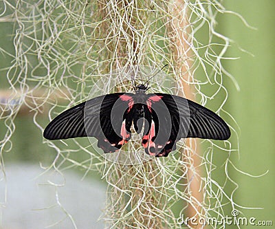 Butterfly with dark wings and red print. A large butterfly with open wings. Beautiful butterfly with a red pattern on black wings Stock Photo