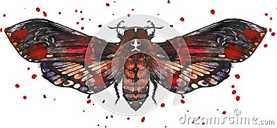 Butterfly dead head in watercolor Vector Illustration