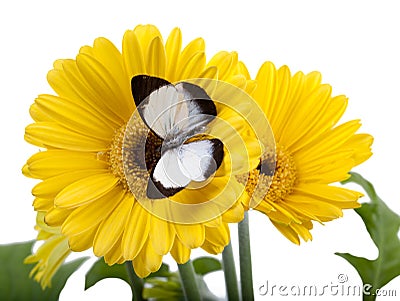 Butterfly Delias isocharis Stock Photo