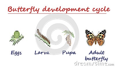 Butterfly development cycle isolated on white background. Eggs, larva, pupa and adult butterfly in born progress. education vecto Vector Illustration