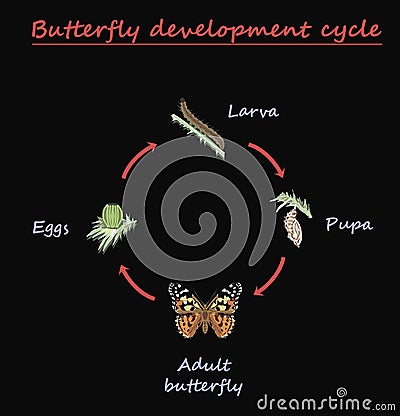 Butterfly development round cycle isolated on black background. Eggs, larva, pupa and adult butterfly in born progress. education Vector Illustration