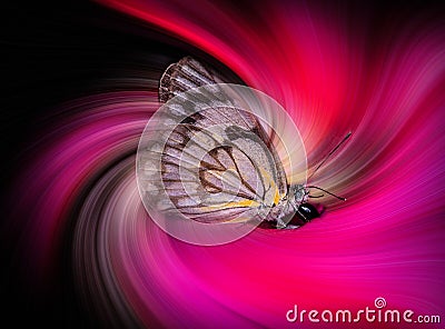 Butterfly on a digital flower twirl. Stock Photo