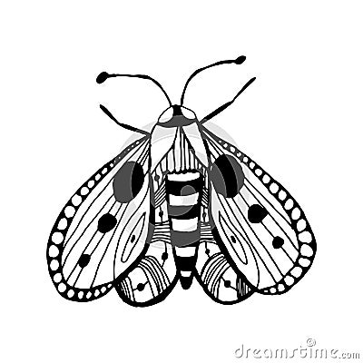 Butterfly in doodle style on isolated white background. Coloring book for kids and adults. Decorative hand drawn butterfly. Stock Vector Illustration