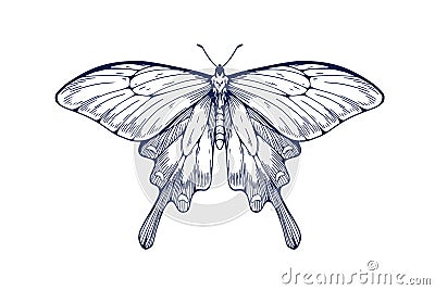 Butterfly drawing in retro vintage style. Outlined engraved moth. Hand-drawn insect. Chinese windmill, Byasa alcinous Vector Illustration