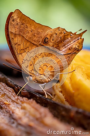 Butterfly eating banane. One male vindula dejone. Side view of Malay cruiser Stock Photo