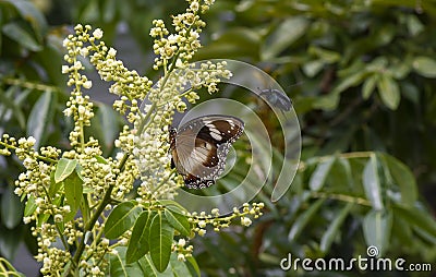 A butterfly eating nectar from longan flowers Dimocarpus longan and helping pollination and fertilization Stock Photo