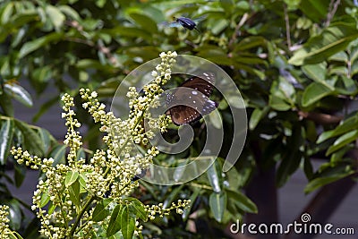 A butterfly eating nectar from longan flowers Dimocarpus longan and helping pollination and fertilization Stock Photo