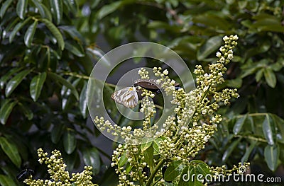 A butterfly eating nectar from longan flowers Dimocarpus longan and helping pollination and fertilization Stock Photo