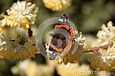 Butterfly on Edgeworthia chrysantha, yellow Oriental paperbush springflower Stock Photo