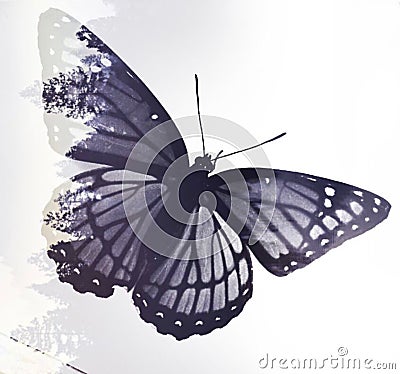 Butterfly Effect Stock Photo