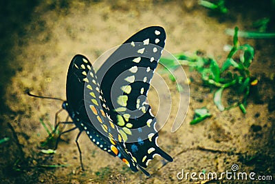 Butterfly effect Stock Photo