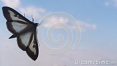 Butterfly with empty wings Stock Photo