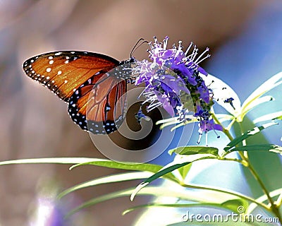 Butterfly: ephemeral beauty, iridescent and opalescent Stock Photo