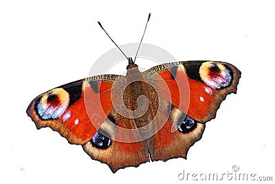 Butterfly - European Peacock (Inachis io) isolated on white Stock Photo