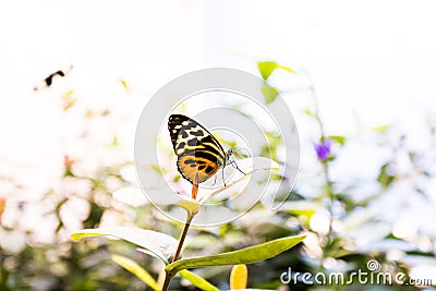 The Insectarium in New Orleans Stock Photo