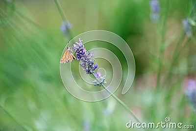 butterfly of Fathead Family Hesperiidae collects nectar on a sprig of lavender Stock Photo