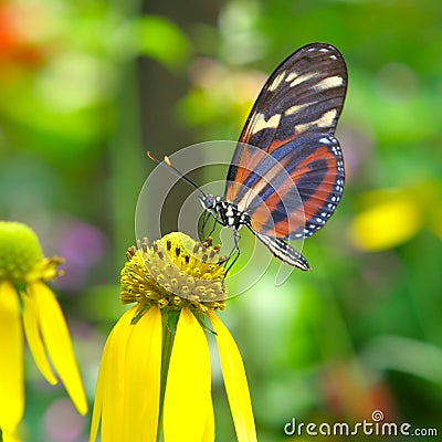 Butterfly Feeding Stock Photo