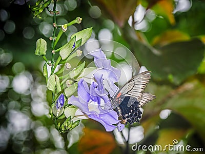 Butterfly feeding on Sky Clock Vine Stock Photo