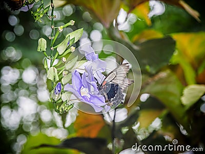 Butterfly feeding on Sky Clock Vine Stock Photo