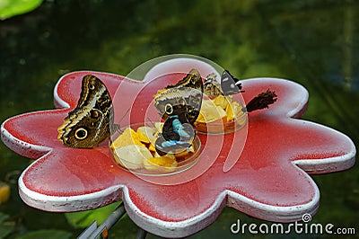 Butterflies sitting on coral-pink ceramic flower Stock Photo