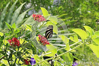 Butterfly feeding Stock Photo