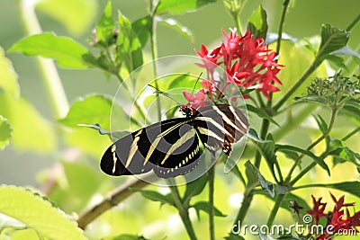 Butterfly feeding Stock Photo