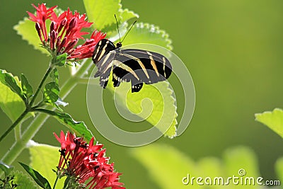 Butterfly feeding Stock Photo