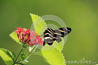 Butterfly feeding Stock Photo