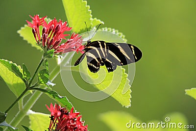 Butterfly feeding Stock Photo