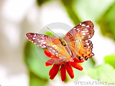 Butterfly feeding on flower Stock Photo