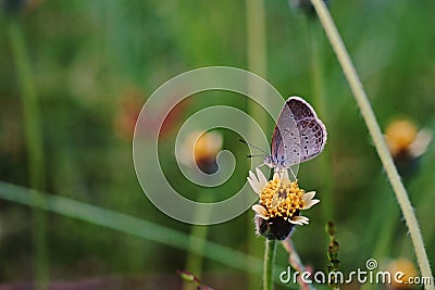 Butterfly feeding;flower Stock Photo