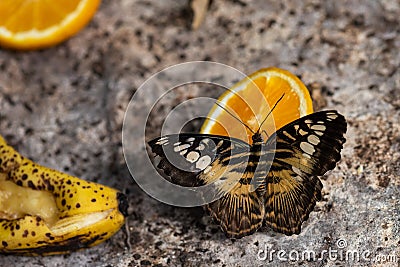 A butterfly feeding on a slice of orange Stock Photo